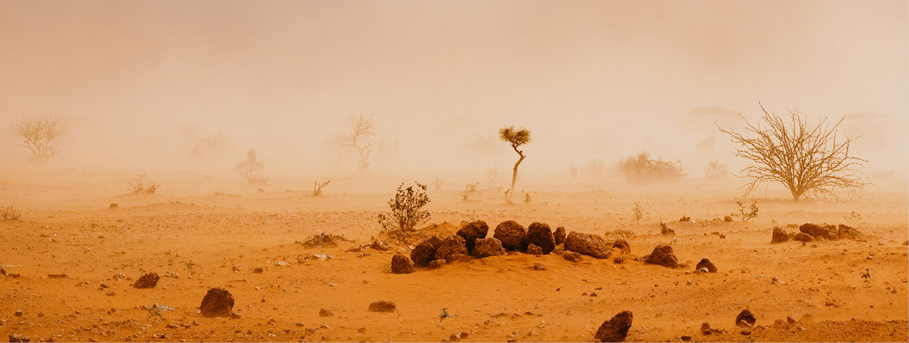 Desert landscape in a sandstorm with sparse vegetation.