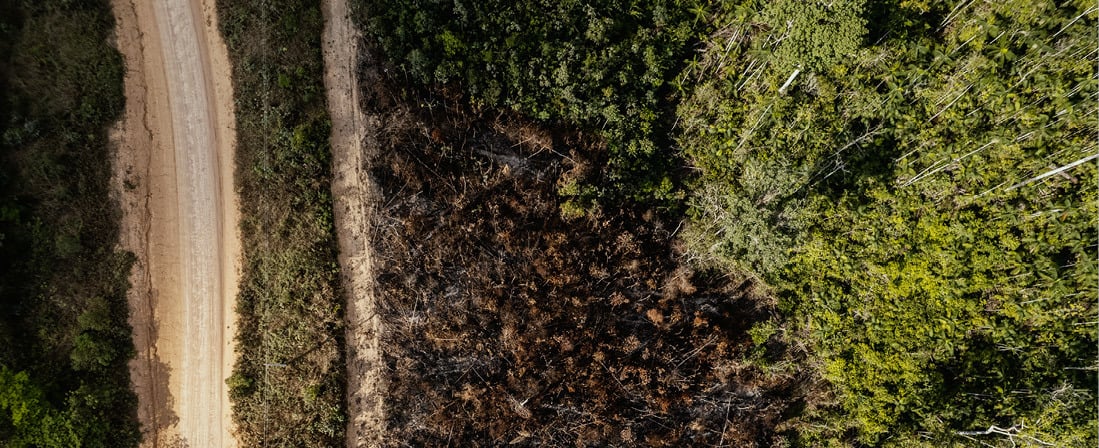 Aerial photo of a burnt and unburnt forest area, divided by a dirt road.