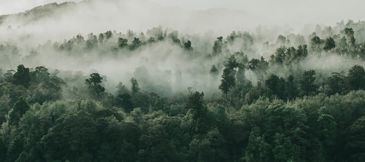 Forest in mist.